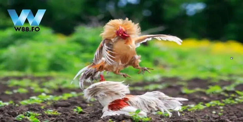 Top game thịnh hành tại sảnh đá gà W88